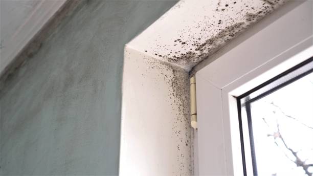 Best Residential Mold Remediation in Iselin, NJ