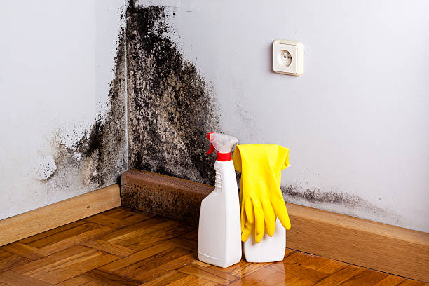 Best Commercial Mold Remediation in Iselin, NJ