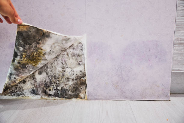 Best Black Mold Remediation in Iselin, NJ